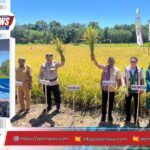 Panen perdana lahan tidur 15 hektare di Desa Pante Daere Kabola Alor