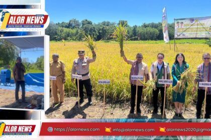 Panen perdana lahan tidur 15 hektare di Desa Pante Daere Kabola Alor