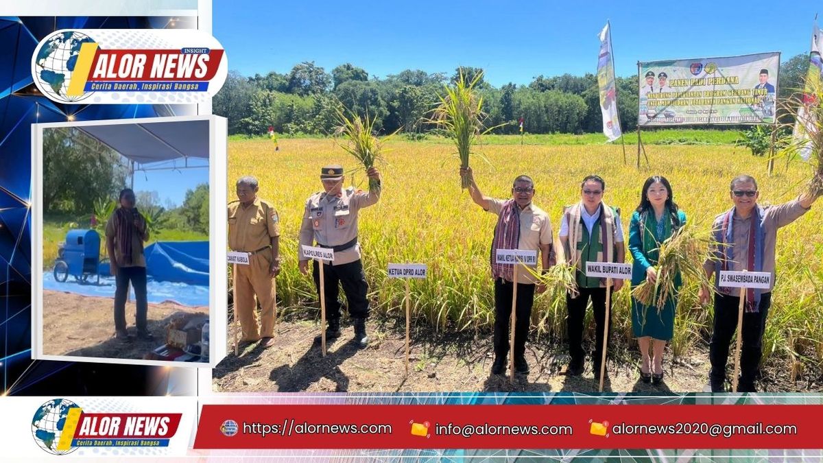 Panen perdana lahan tidur 15 hektare di Desa Pante Daere Kabola Alor